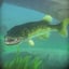 Feed and Grow: Fish